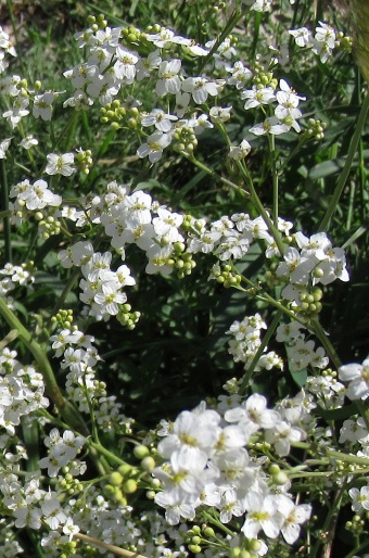 Crambe orientalis