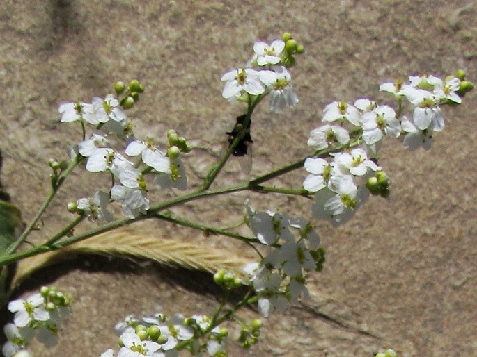 Crambe orientalis