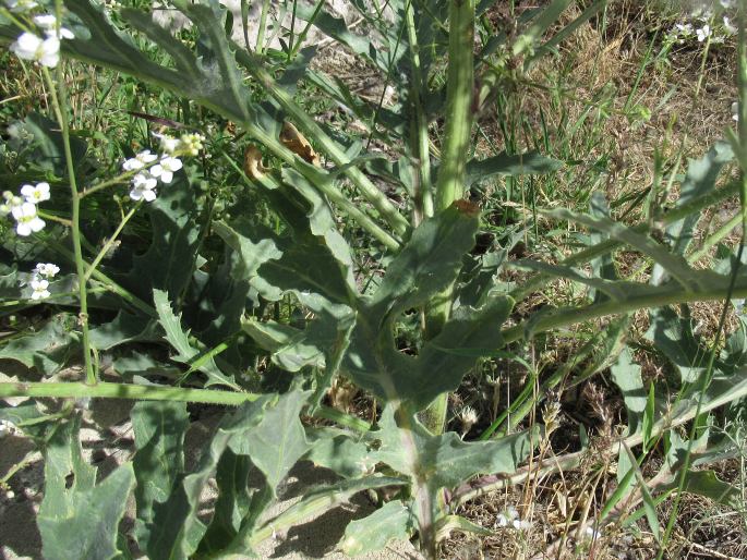 Crambe orientalis