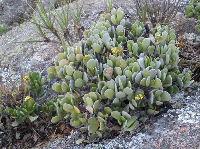 Kalanchoe integrifolia