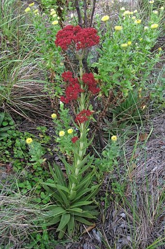 Crassula alba