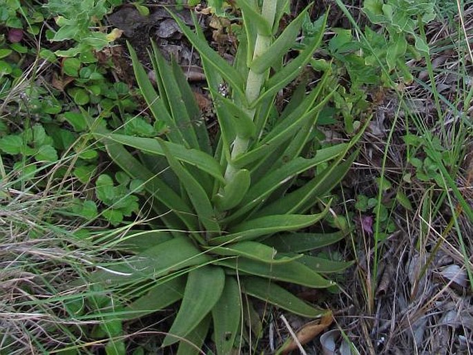 Crassula alba