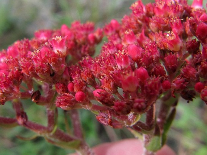 Crassula alba