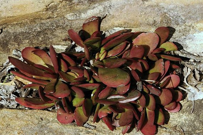 Crassula atropurpurea