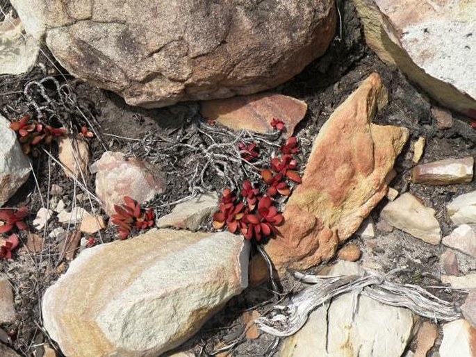 Crassula atropurpurea