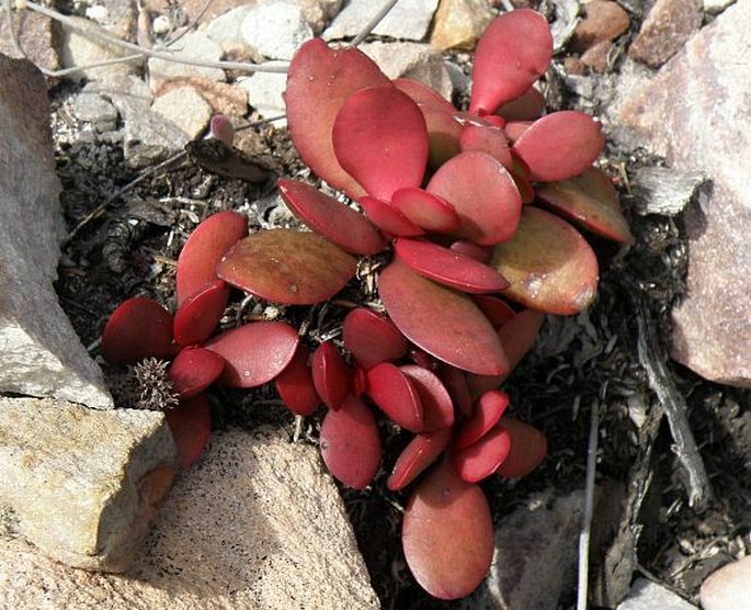 Crassula atropurpurea