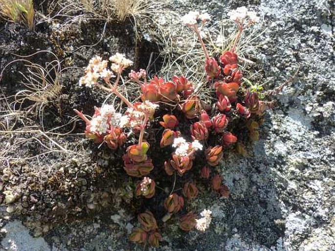 Crassula globularioides