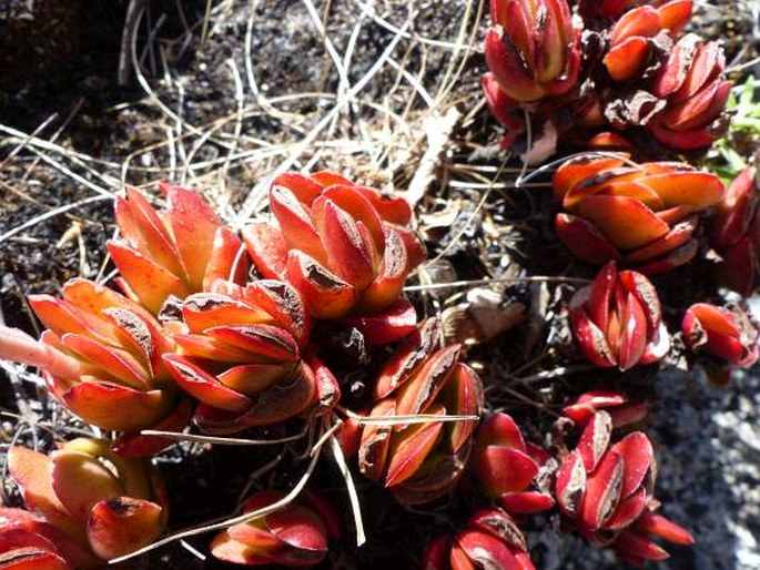 Crassula globularioides