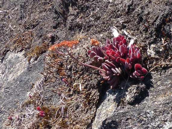 Crassula globularioides