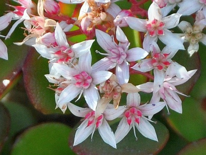 Crassula ovata