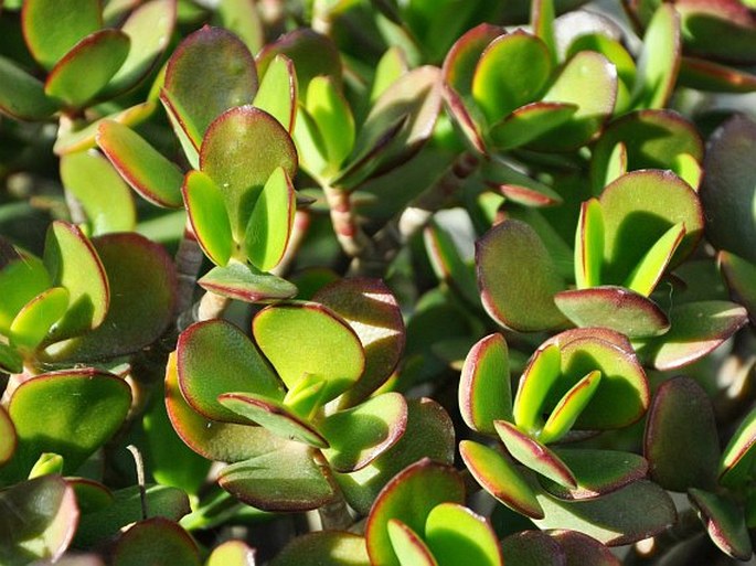 Crassula ovata