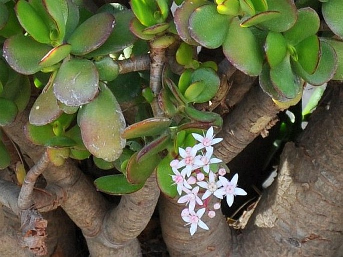 Crassula ovata