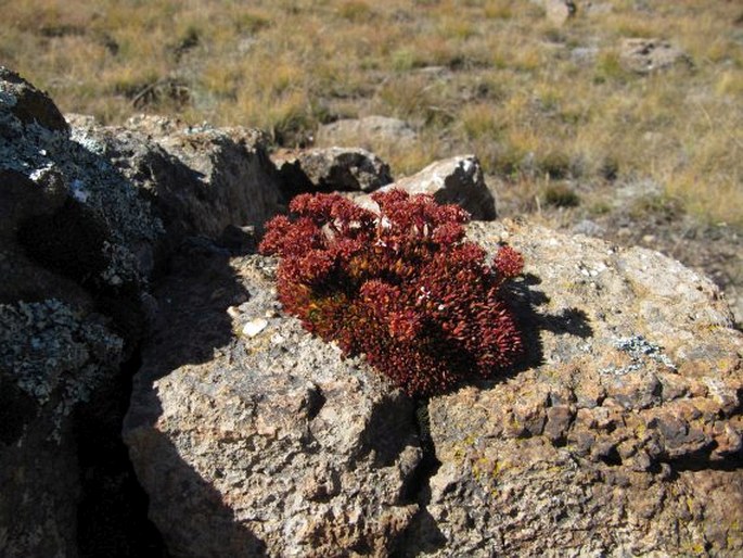 Crassula peploides