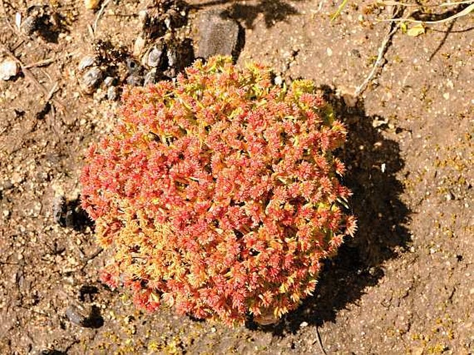 Crassula glomerata