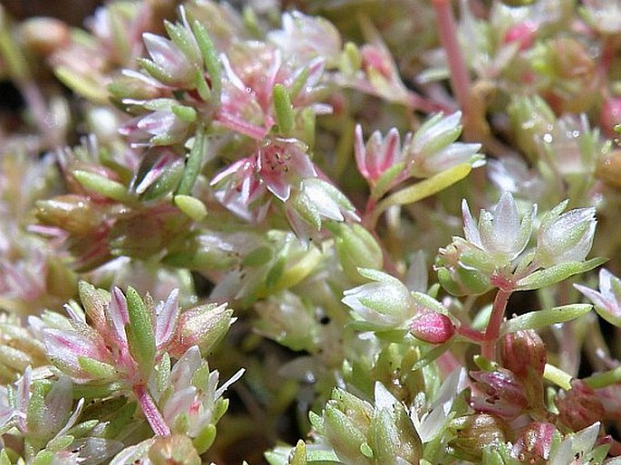 Crassula glomerata