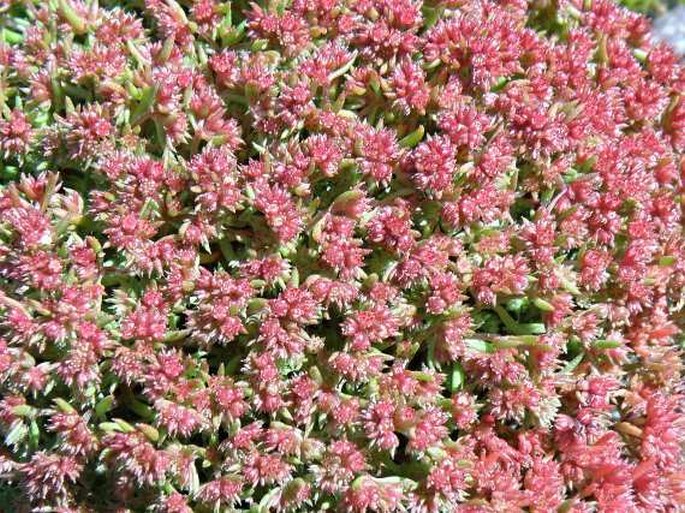 Crassula glomerata