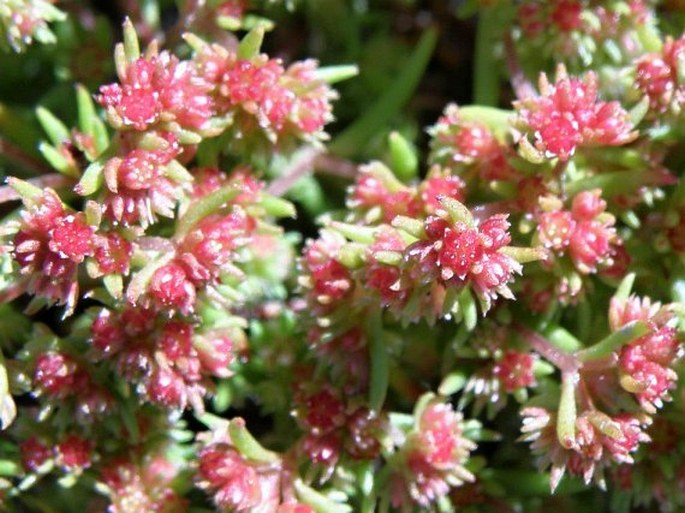 Crassula glomerata