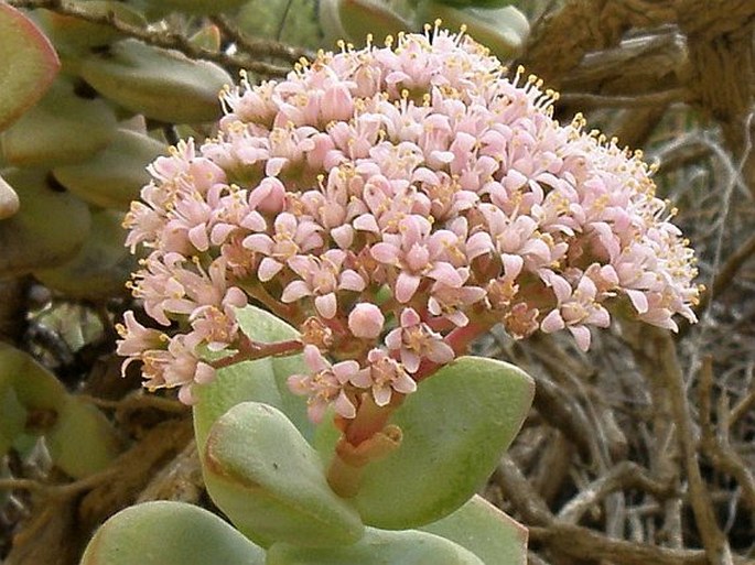 Crassula rupestris