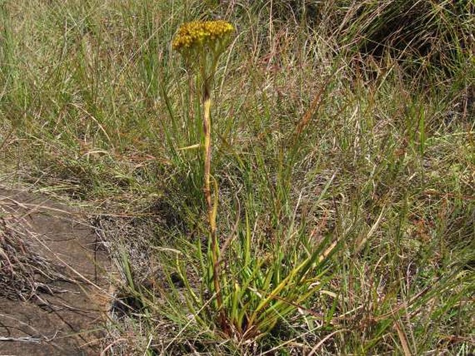 Crassula vaginata