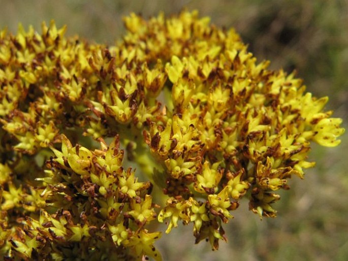 Crassula vaginata