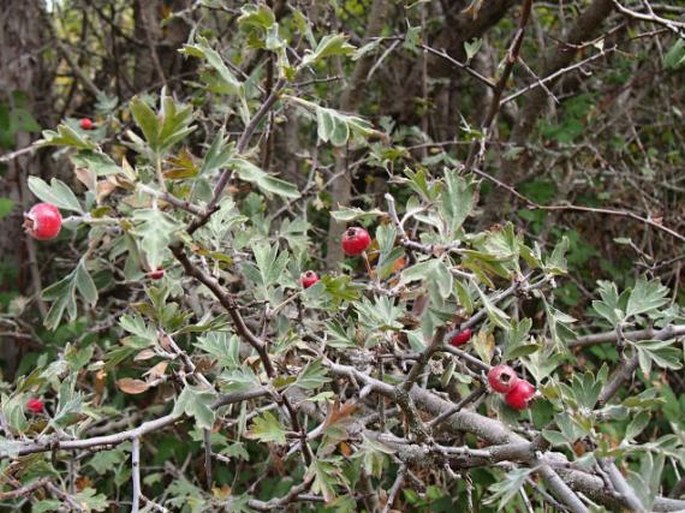 Crataegus laciniata