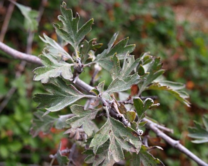 Crataegus laciniata