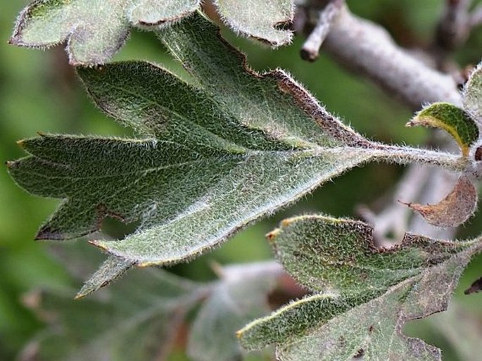 Crataegus laciniata