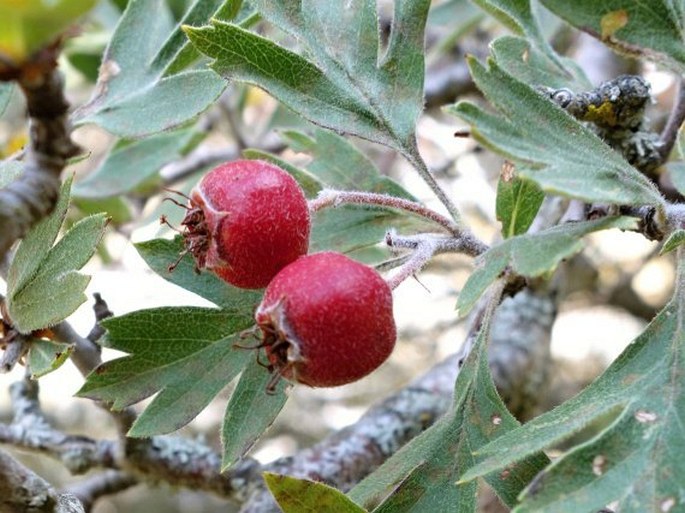 Crataegus laciniata