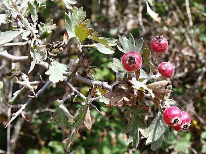 Crataegus laciniata