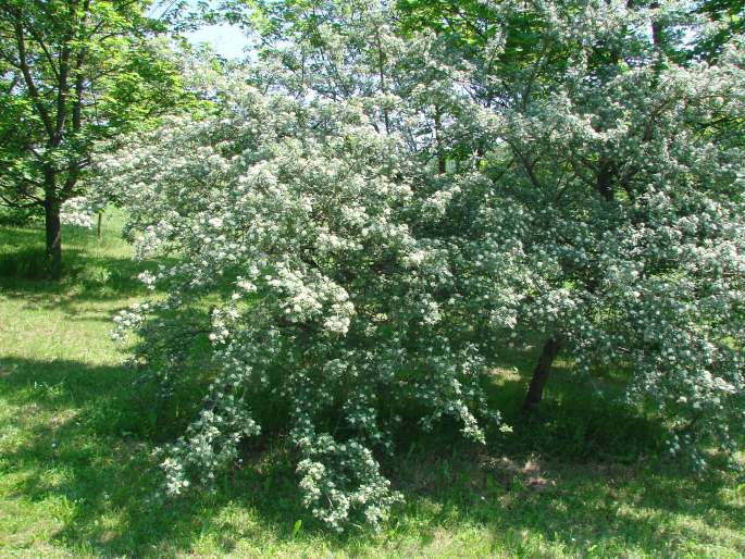 Crataegus tanacetifolia