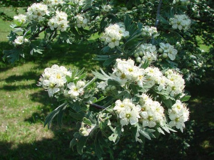 Crataegus tanacetifolia