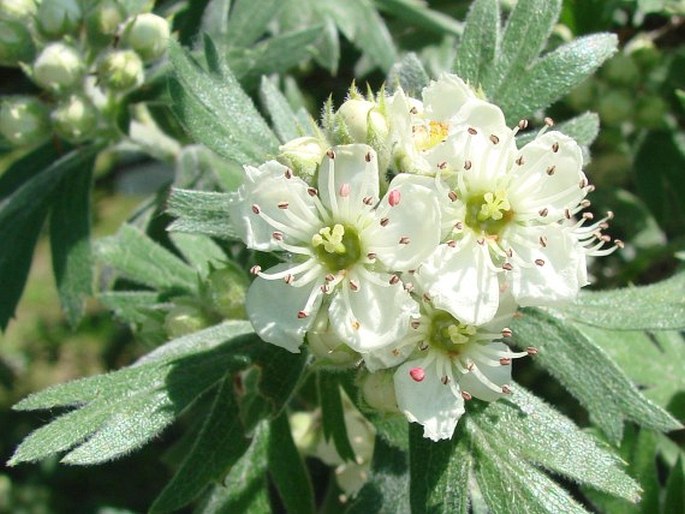 Crataegus tanacetifolia