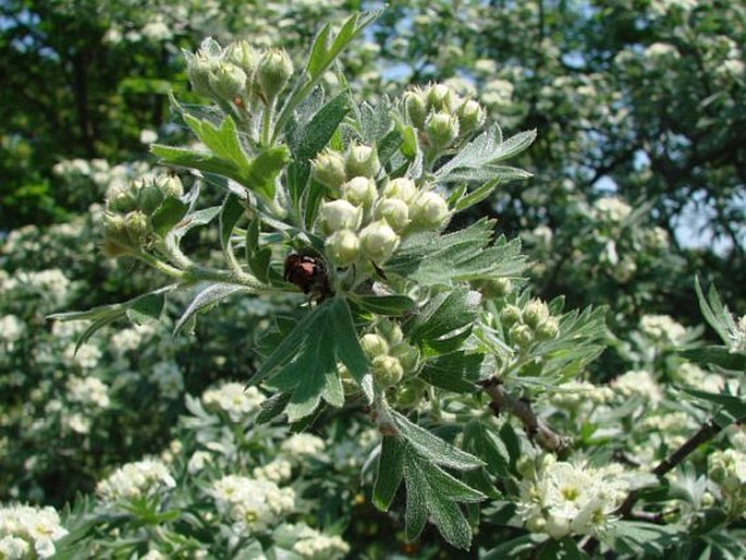 Crataegus tanacetifolia