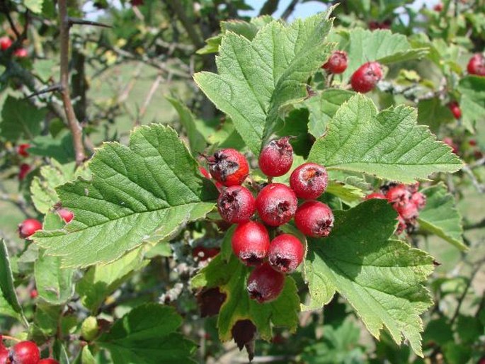 CRATAEGUS MAXIMOWICZII C. K. Schneid.