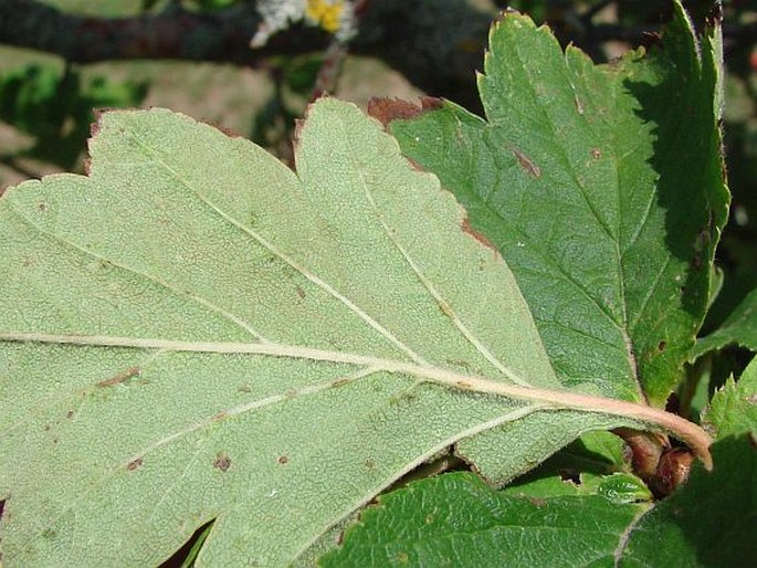 Crataegus maximowiczii