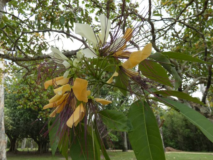 Crateva religiosa