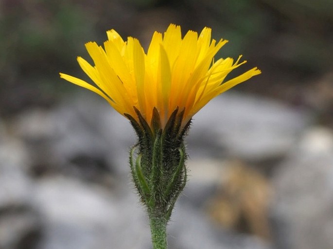 CREPIS ALPESTRIS (Jacq.) Tausch – škarda