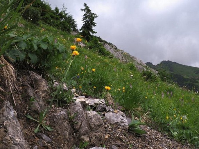 Crepis alpestris