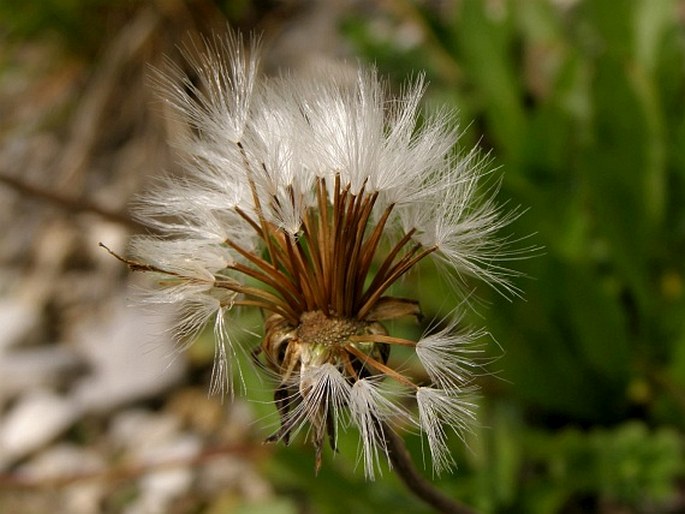 Crepis alpestris