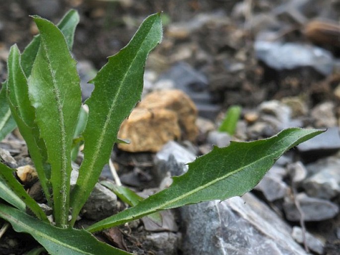 Crepis alpestris