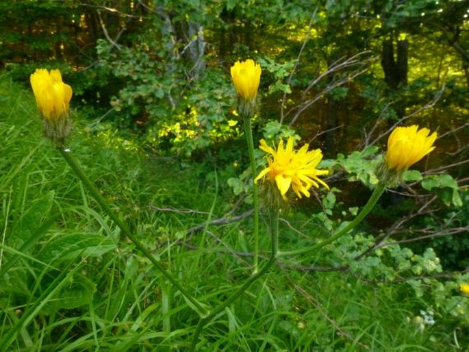 CREPIS VISCIDULA subsp. GERACIOIDES (Hausskn.) Kamari