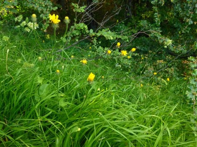 Crepis viscidula subsp. geracioides