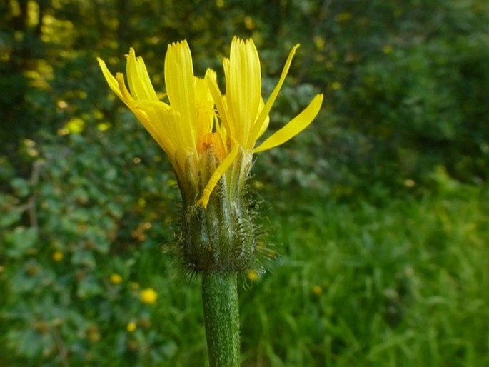 Crepis viscidula subsp. geracioides