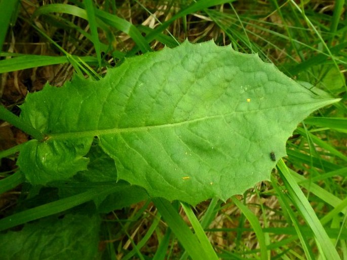 Crepis viscidula subsp. geracioides