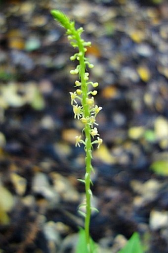 Crepidium kerstingianum