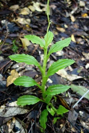 Crepidium kerstingianum