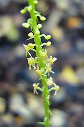 Crepidium kerstingianum