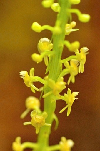 Crepidium kerstingianum