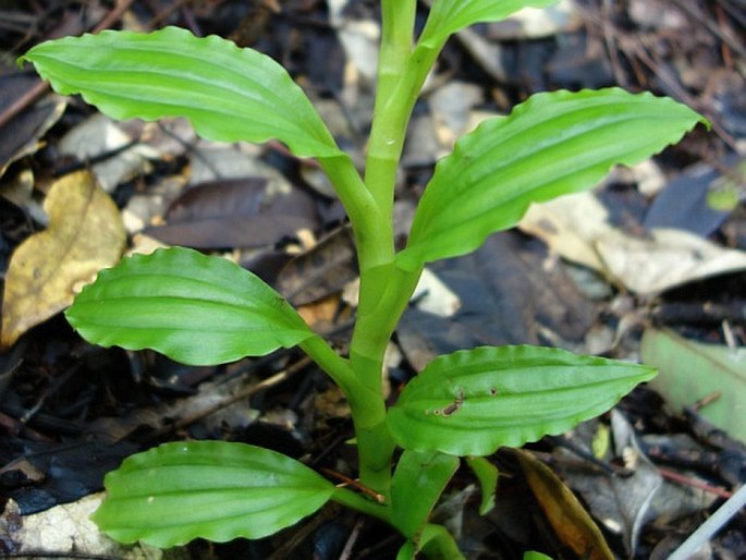 Crepidium kerstingianum