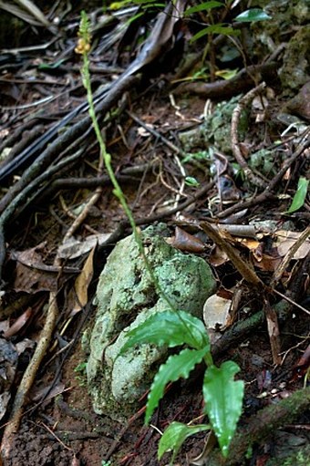 Crepidium palawense